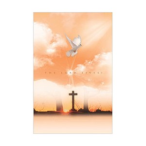 4면 미주용주보 (1속 100장)